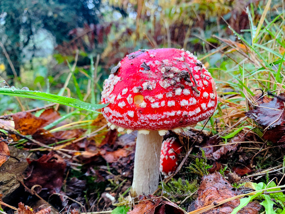 L'abondance tuera! (FR) / L'abbondanza ucciderà ! (IT)