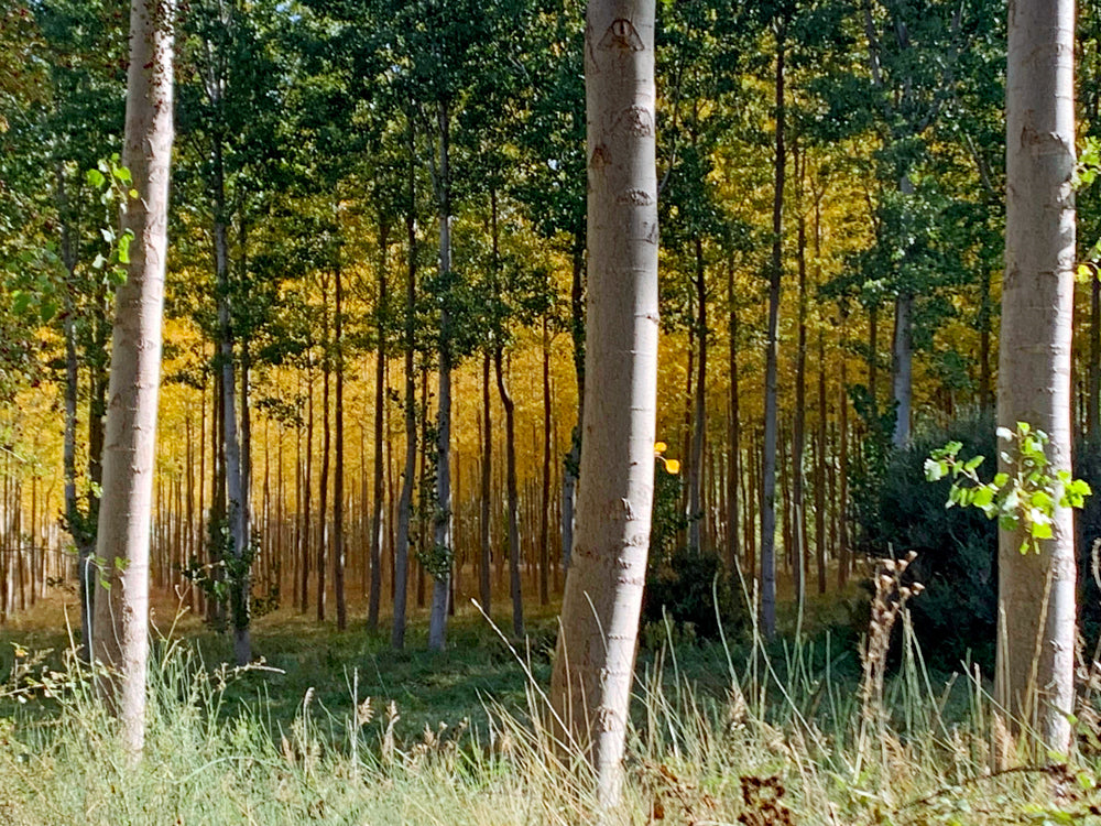 L'abondance tuera! (FR) / L'abbondanza ucciderà ! (IT)